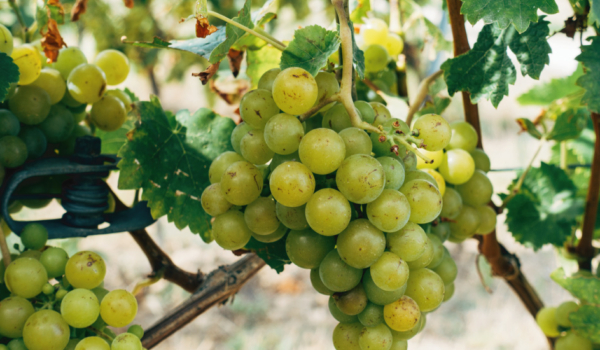 verdicchio-dei-castelli-di-jesi